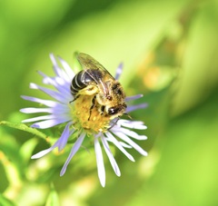 Colletes compactus compactus