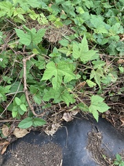Ampelopsis