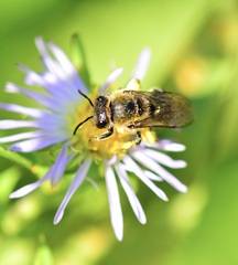 Colletes compactus compactus
