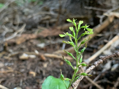 Neottia banksiana