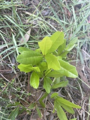 Quercus laurifolia
