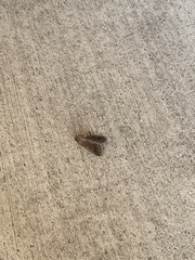 Plodia interpunctella