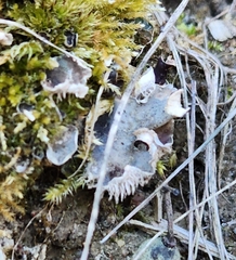 Peltigera rufescens