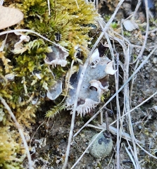 Peltigera rufescens