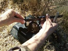 Kinosternon hirtipes