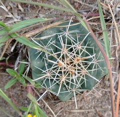 Coryphantha