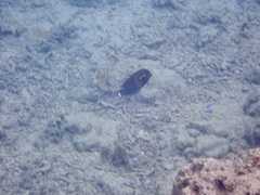 Acanthurus olivaceus