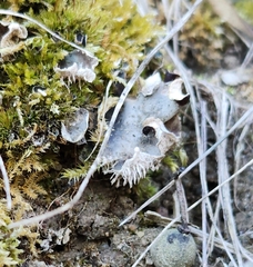 Peltigera rufescens