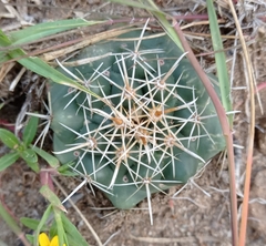 Coryphantha