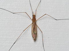 Nephrotoma ferruginea