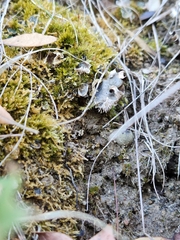 Peltigera rufescens