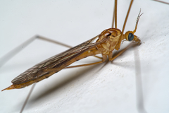 Nephrotoma ferruginea