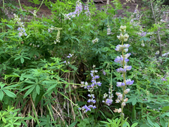 Lupinus latifolius