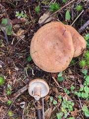 Lactarius vinaceorufescens