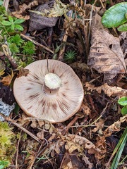 Lactarius vinaceorufescens