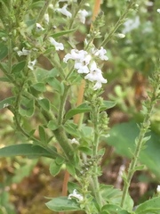 Anarrhinum