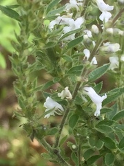 Anarrhinum