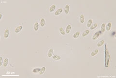 Lanzia luteovirescens