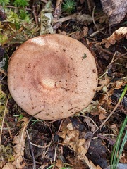 Lactarius vinaceorufescens