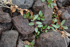 Epilobium anagallidifolium