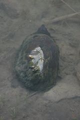 Kinosternon hirtipes