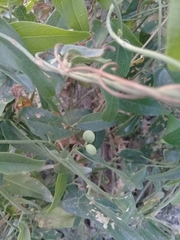 Cocculus diversifolius