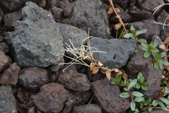 Epilobium anagallidifolium