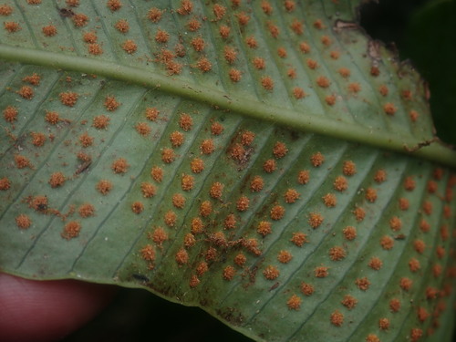 Image of Niphidium crassifolium by no rights reserved