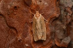 Choristoneura