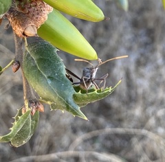 Leptoglossus clypealis