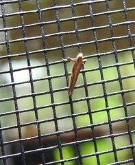 Caloptilia azaleella