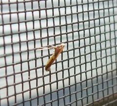 Caloptilia azaleella