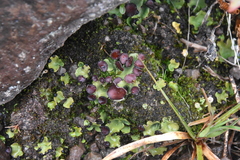 Peltigera venosa