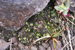 Peltigera venosa