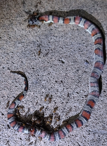 Photo of a Mexican Kingsnake (Lampropeltis mexicana)
