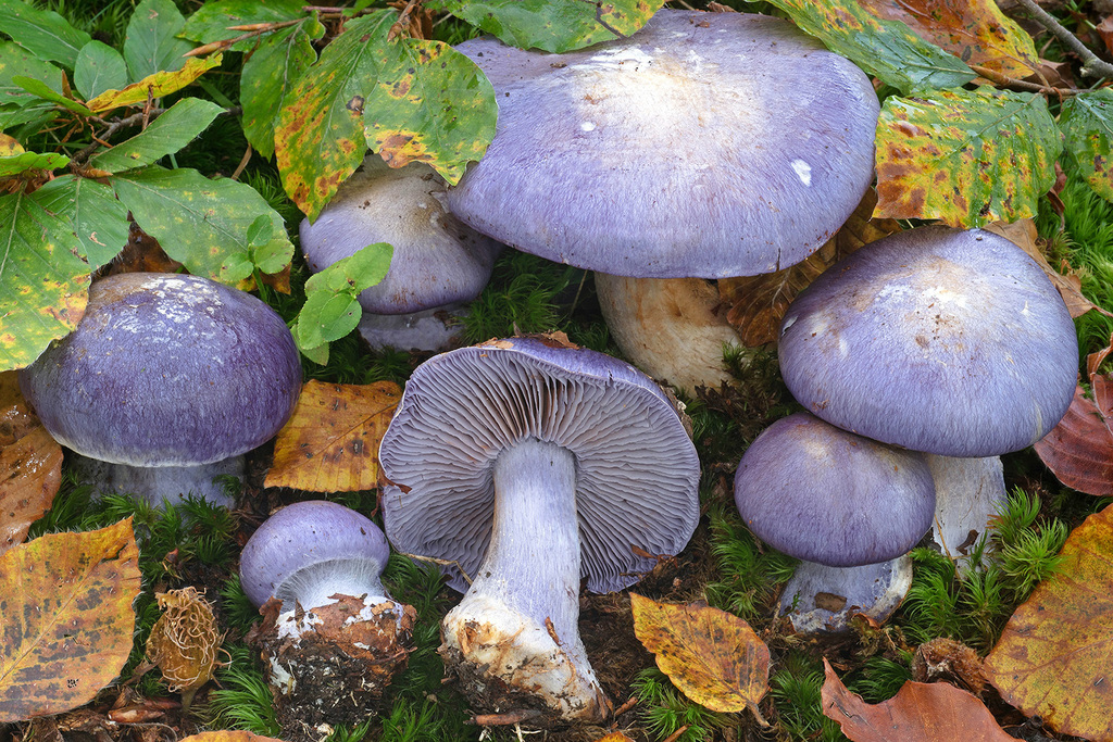 Phlegmacium terpsichores