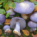 Cortinarius terpsichores - Photo (c) Federico Calledda, some rights reserved (CC BY-NC), uploaded by Federico Calledda