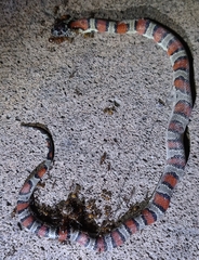 Lampropeltis mexicana