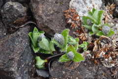Salix arctica
