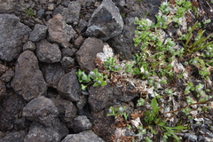 Salix arctica