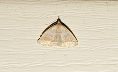 Zanclognatha marcidilinea