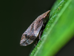 Lepyronia quadrangularis