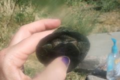 Kinosternon hirtipes