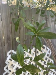 Quercus laurifolia