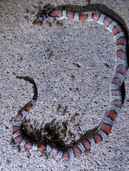 Lampropeltis mexicana