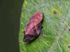 Lepyronia quadrangularis