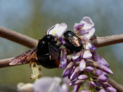 Xylocopa augusti