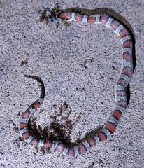 Lampropeltis mexicana