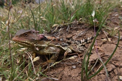 Phrynosoma orbiculare