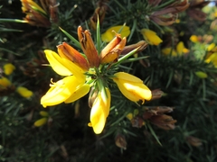 Ulex